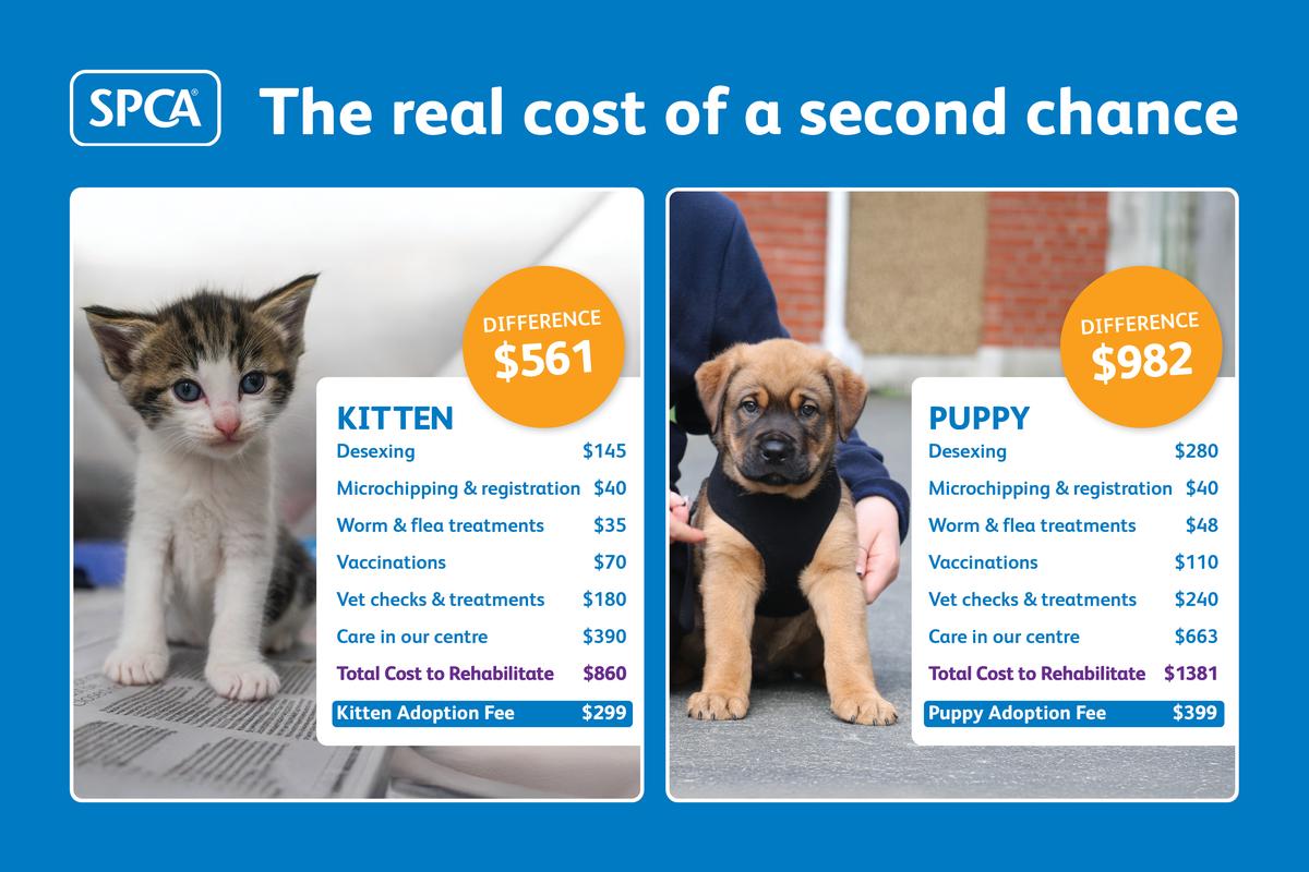 The real cost of a second chance for kittens and puppies
