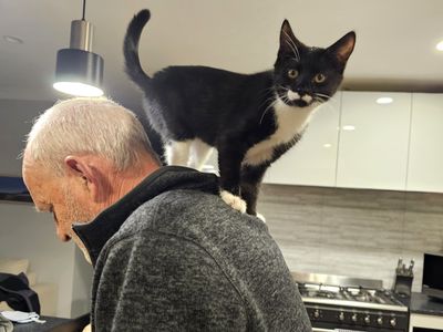 ‘Meet Your Match’ campaign helps SPCA animals find their ideal homes 