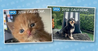 The stars of SPCA’s 2026 calendars have been announced! 