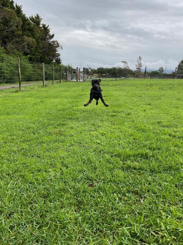 Fry jumps in a field.