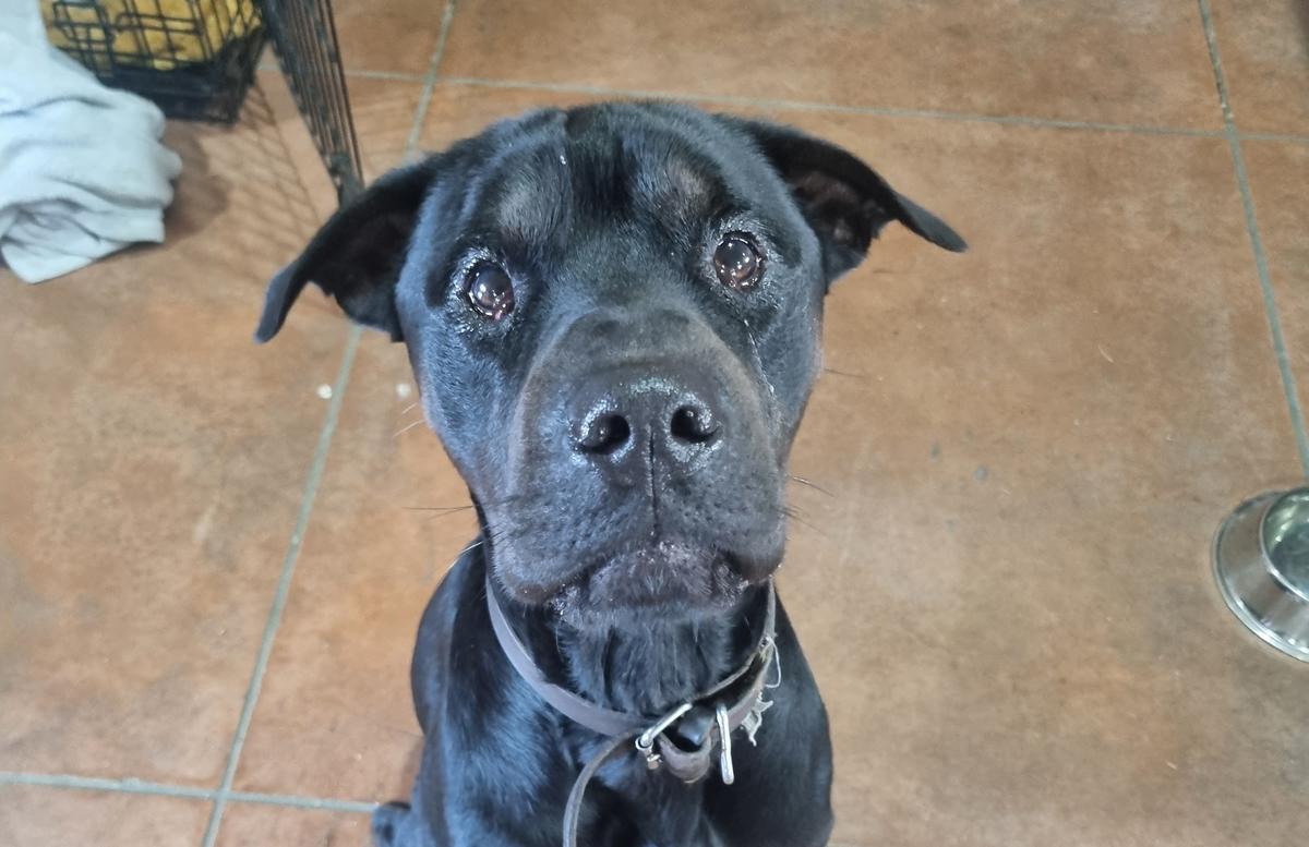 A dog’s brave journey: Fry’s story