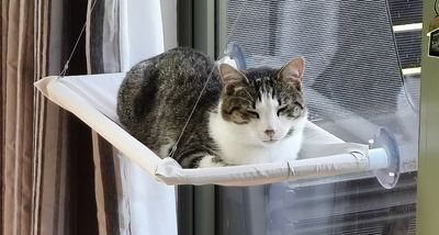 Happy adoption story: Ziggy