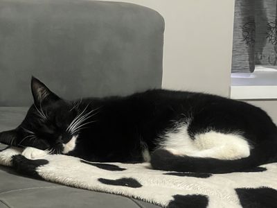 Happy adoption story: Clifford