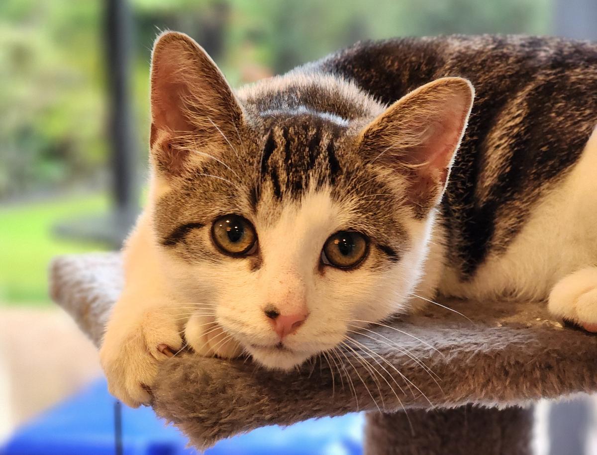 Happy adoption story: Ziggy