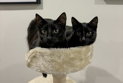 Happy adoption story: Poppy and Pepper
