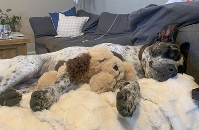 Happy adoption story: OJ