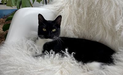 Savoy Truffle (Savvy)