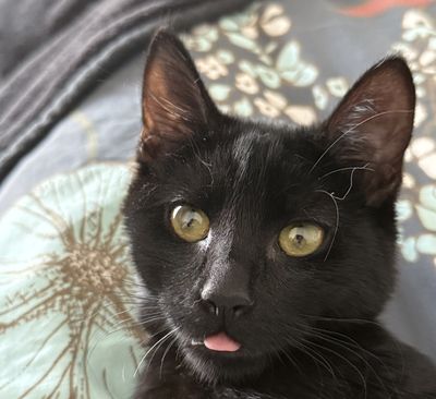 Happy adoption story: Timber