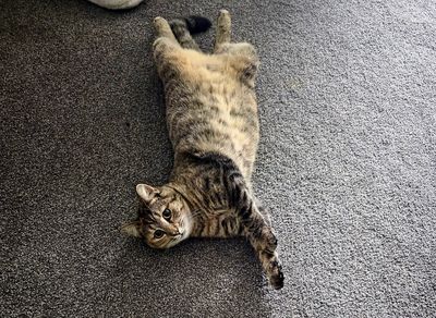 Happy adoption story: Sashimi