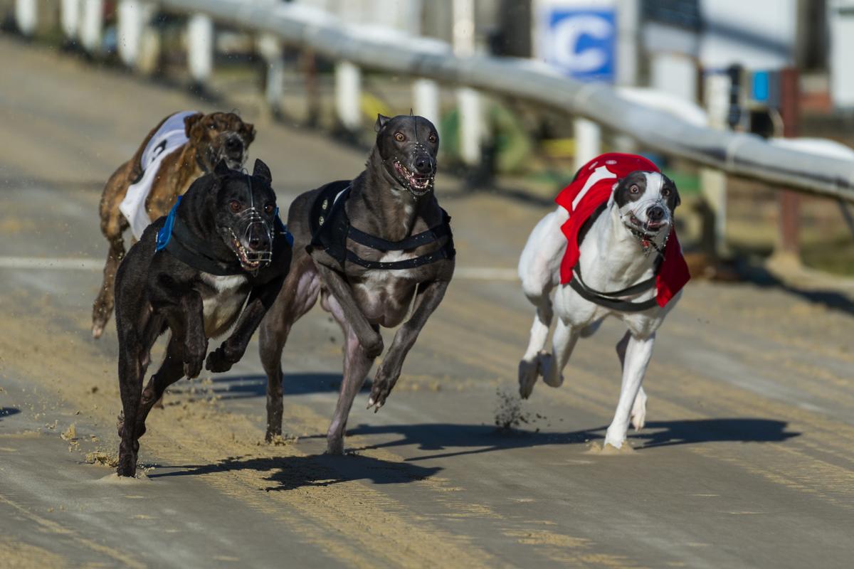 SPCA marks end of greyhound racing season: A deadly toll but a brighter future ahead  