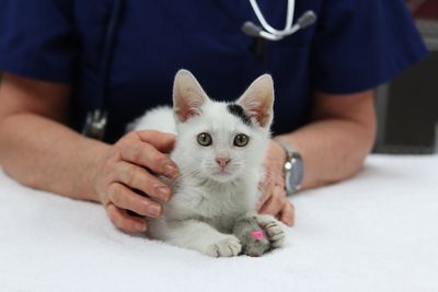 SPCA extends desexing support for greater impact in high-need communities