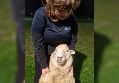Caught and sheepish: How Baa-bara became a guest at Animal Control before transfer to SPCA