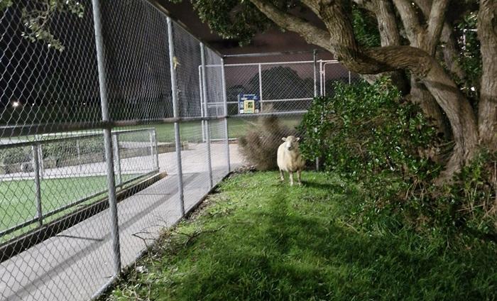Sheep in local park SPCA