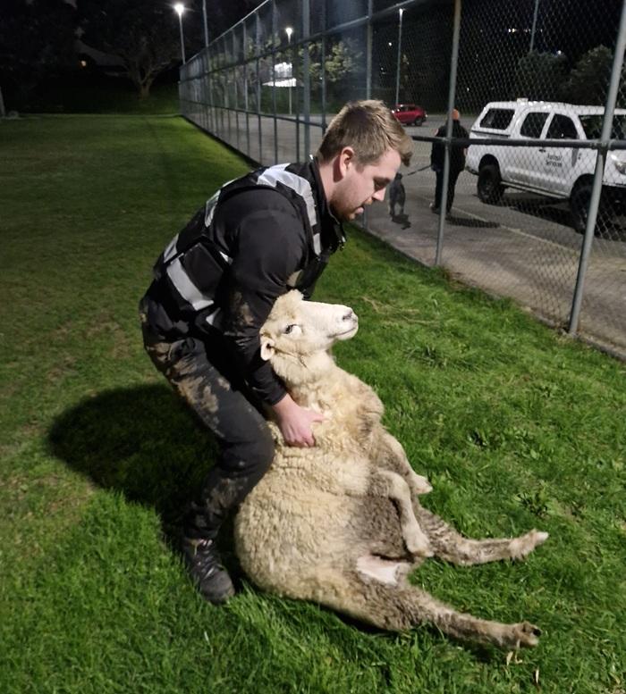 Animal Control Officer holding sheep