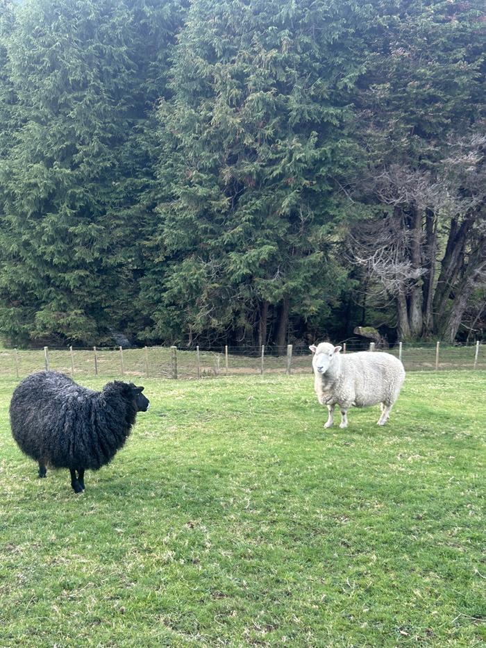 Baa-bara the sheep in new home. 