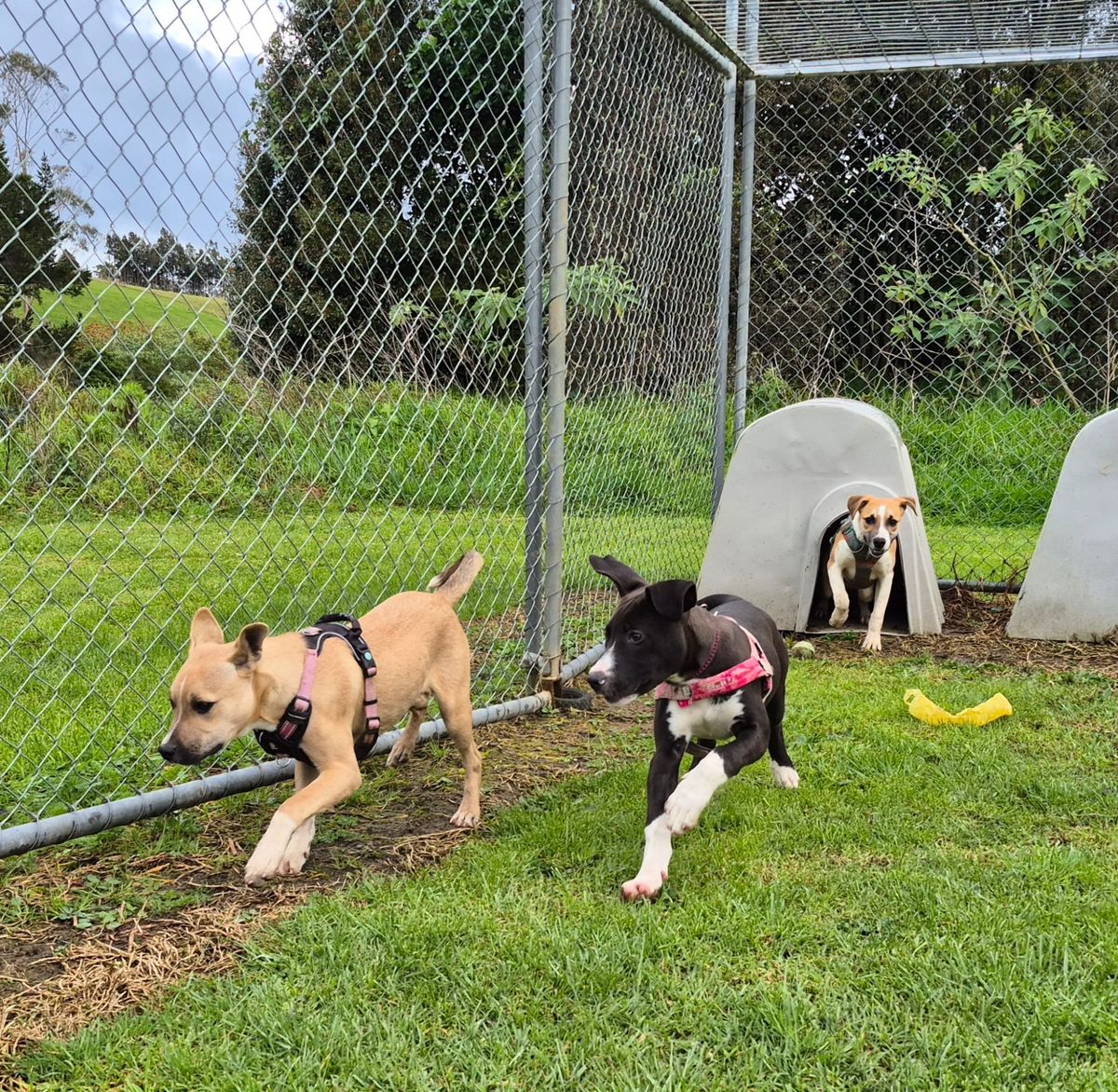 Gallery image: Topaz