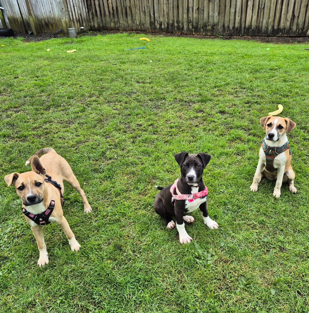 Gallery image: Topaz