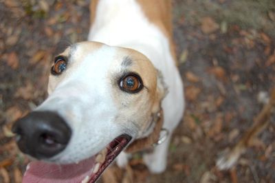 SPCA welcomes Cabinet’s decision to formally end greyhound racing in New Zealand