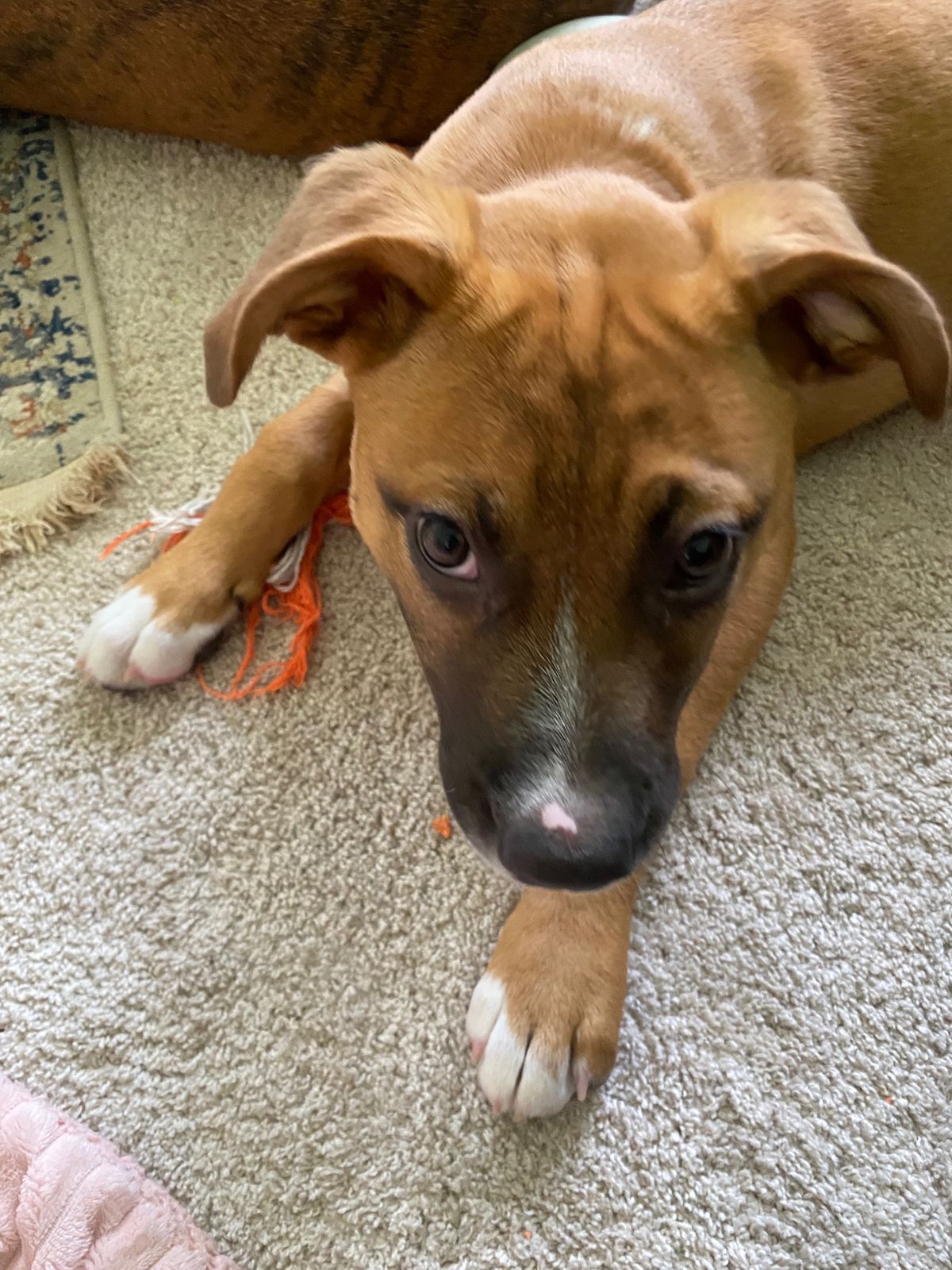 Gallery image: Truffle