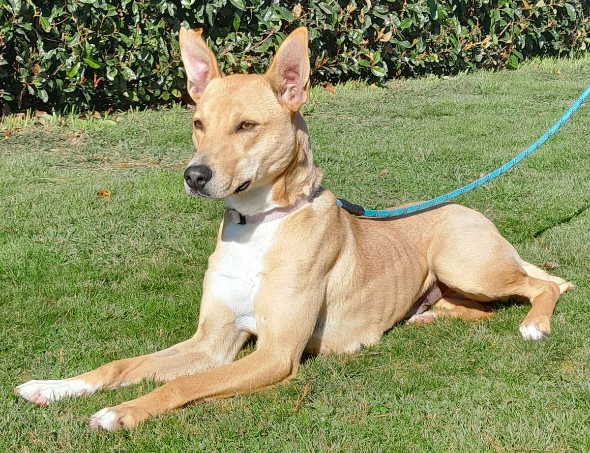 Gallery image: Maisie