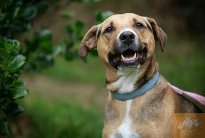 New regulations to curb life-chaining of dogs welcomed by SPCA  