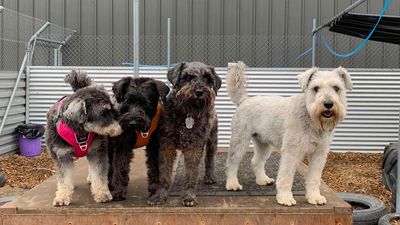 Everything Dog joins the SPCA Certified family