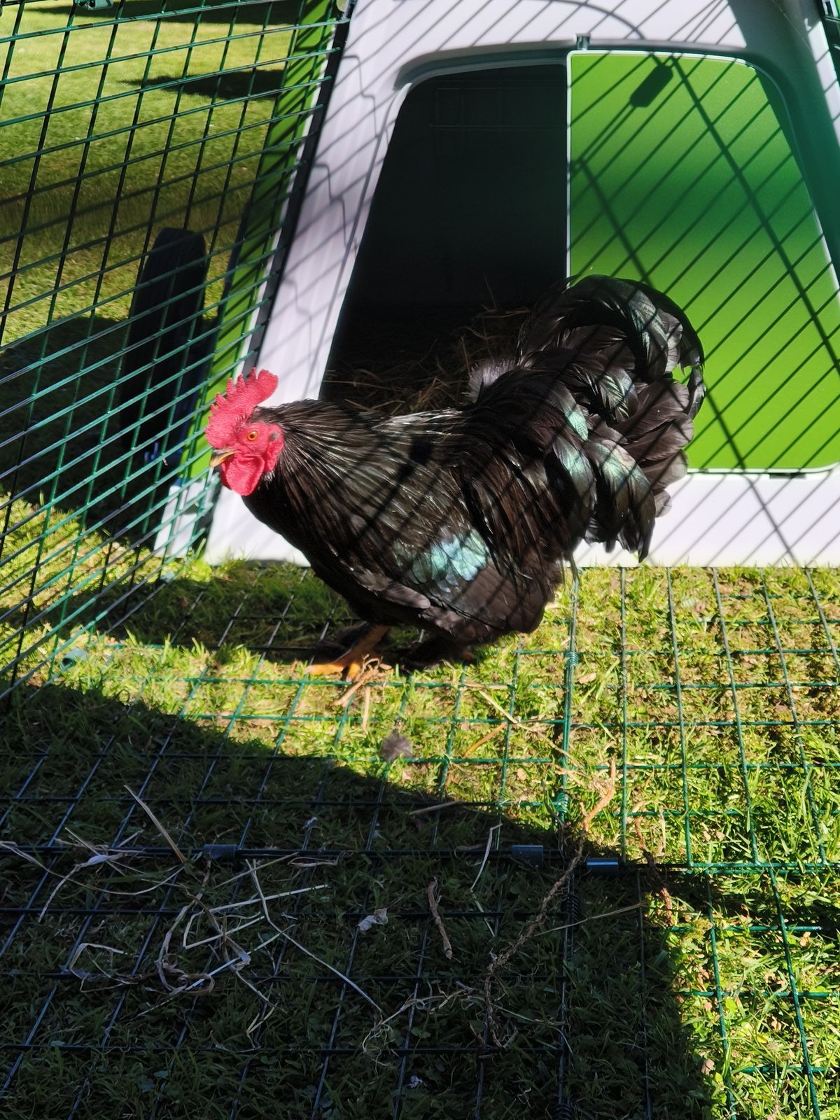 Gallery image: Pickle