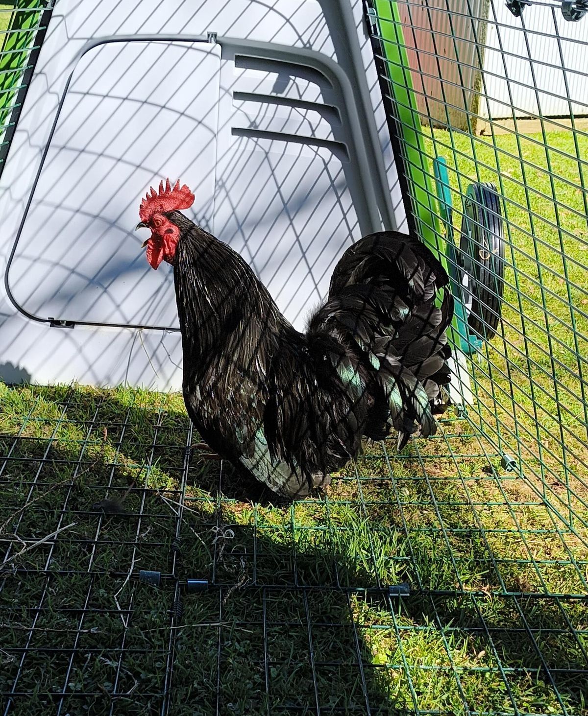 Gallery image: Pickle