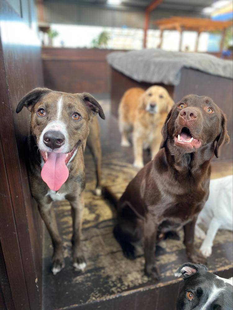A group of large dogs smile together.