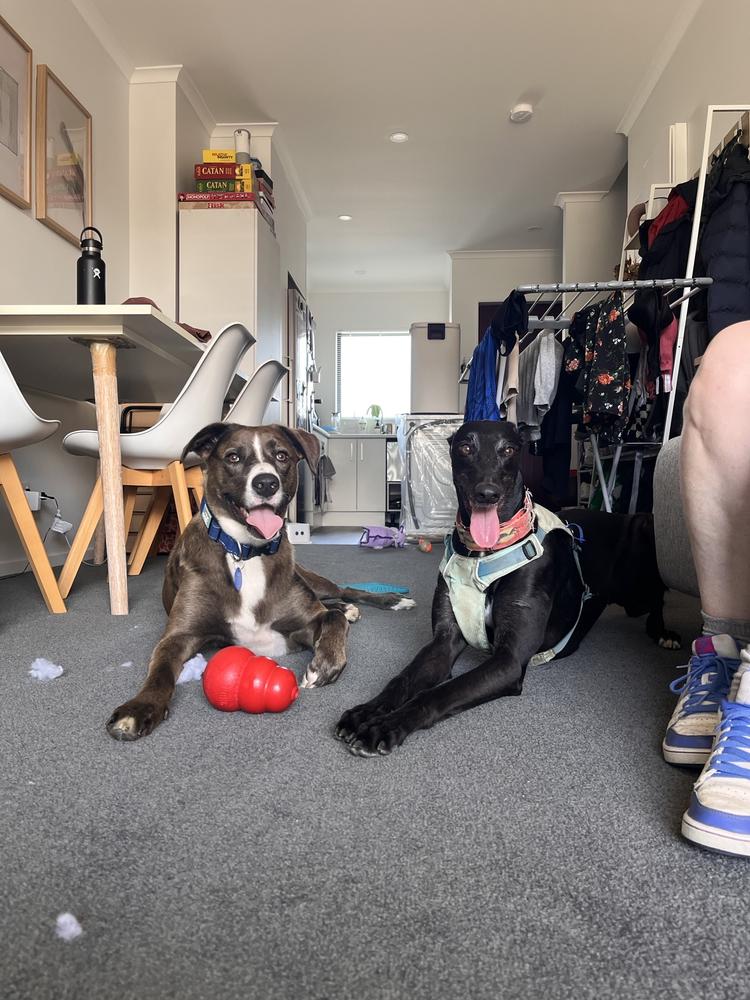 A brown and white dog sits on a carpet with a black greyhound.