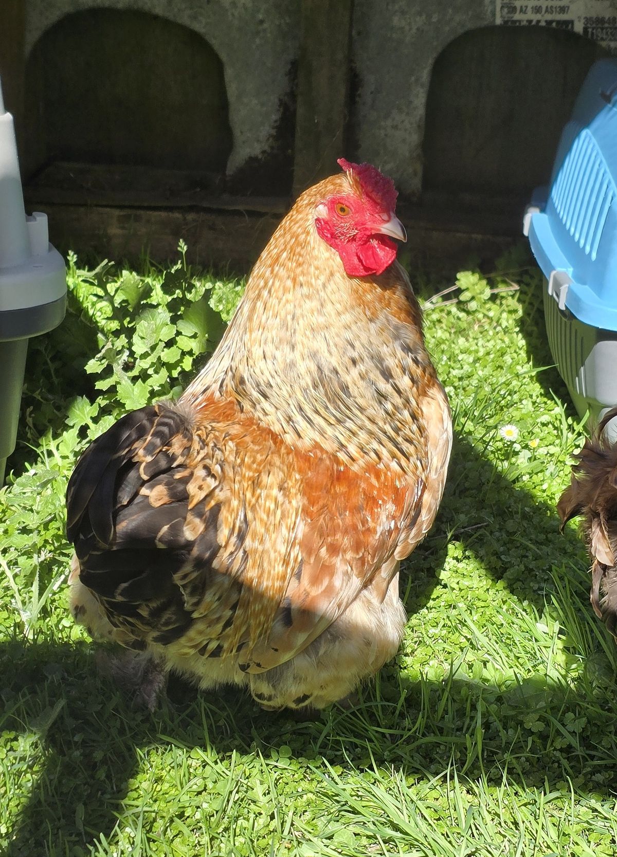 Gallery image: Froyo