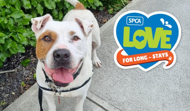 SPCA asks Kiwis to show Love for Long-Stays