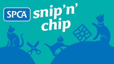 Snip 'n' Chip launches in Central Hawkes Bay