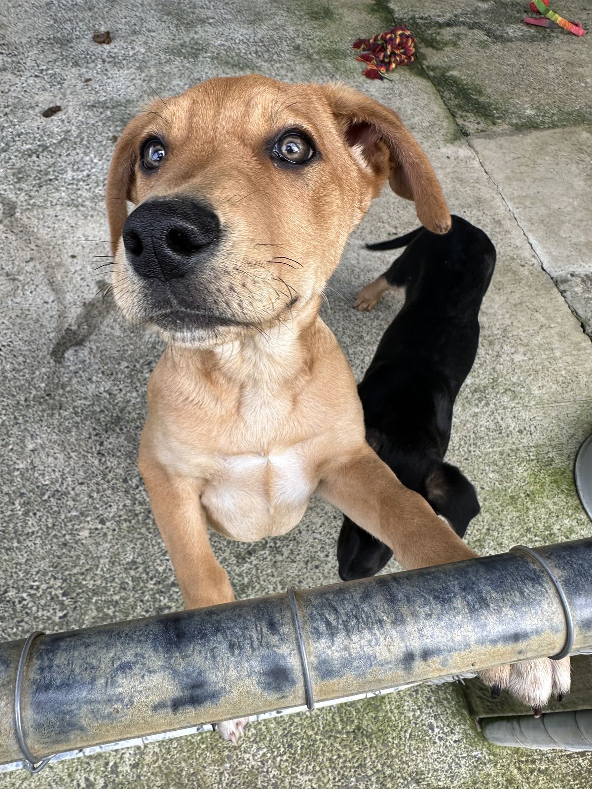 Gallery image: Pretzel