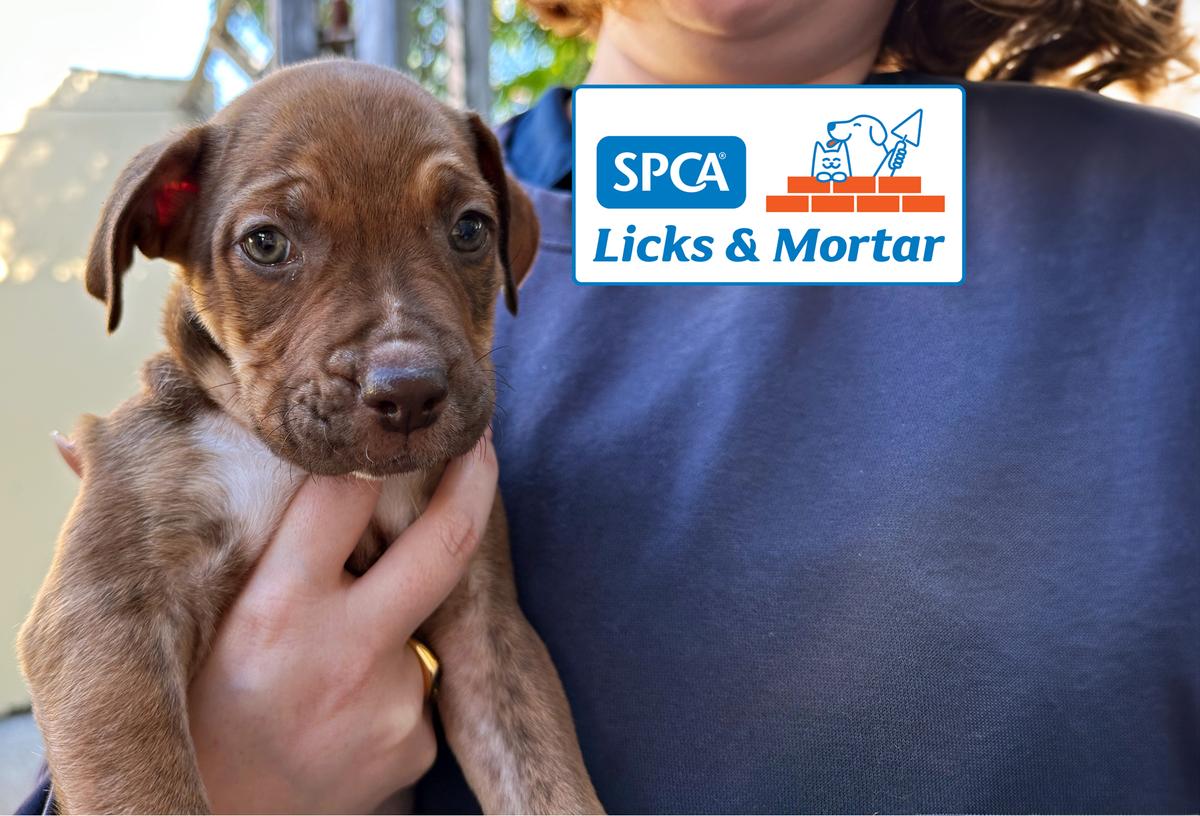 Duct tape and love can't hold a shelter together forever! 