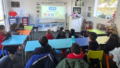 Auckland international school utilises SPCA’s education resources