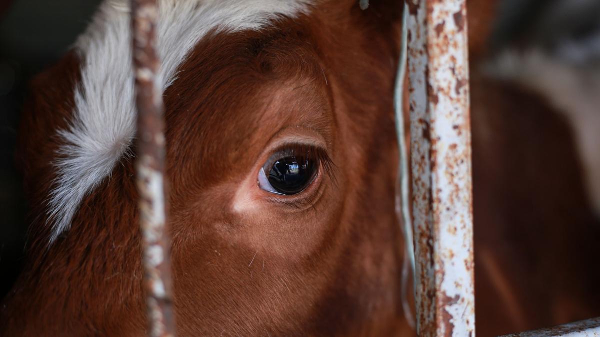 SPCA submits to Parliament on live export petition