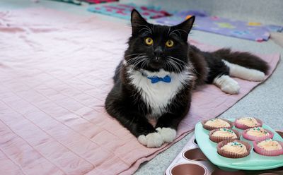 SPCA Cupcake Day returns for 2025!