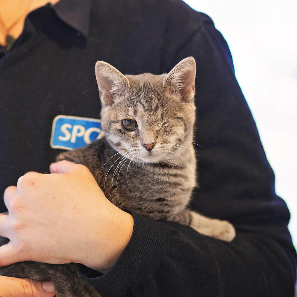 Make a difference for animals