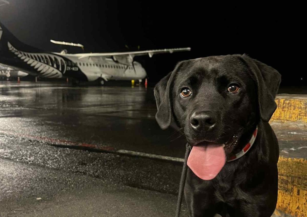 A dog with a job: Vegas’s new career in aviation security