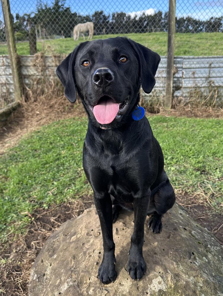 A black labrador-looking dog smiles with her tongue out.