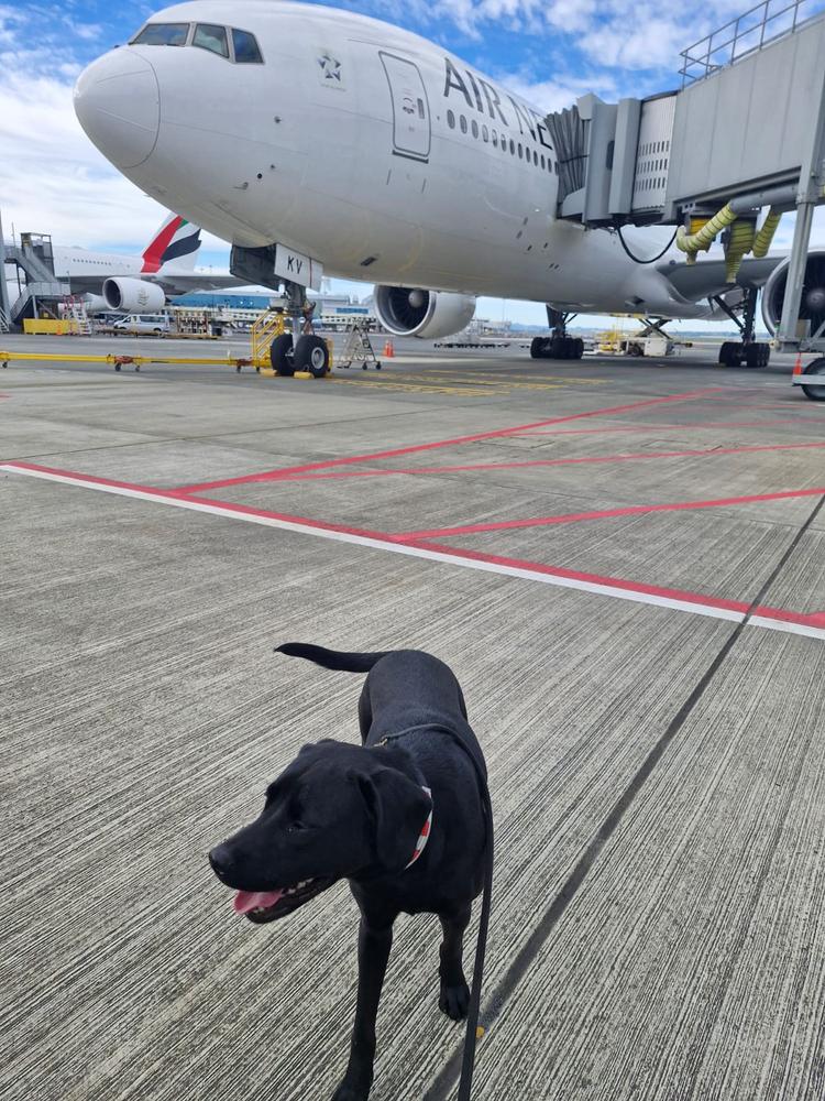 A black dog stands on the tarmac underneath an Air New Zealand airplane.