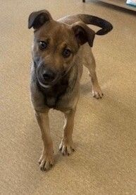 Gallery image: Hunter