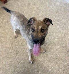 Gallery image: Hunter