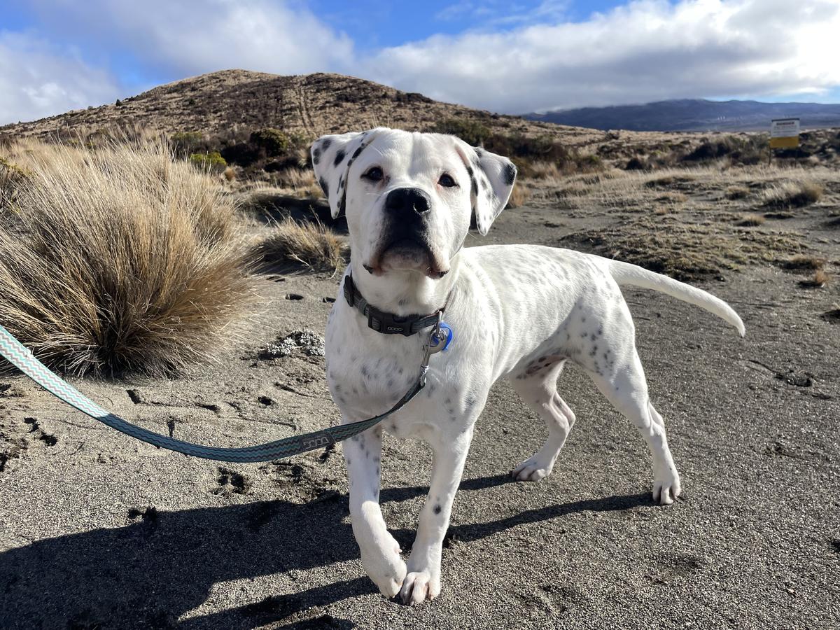 Toby’s story: A connection that goes beyond sound