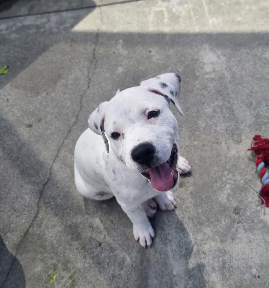 A white dog sits on pavement, smiling.