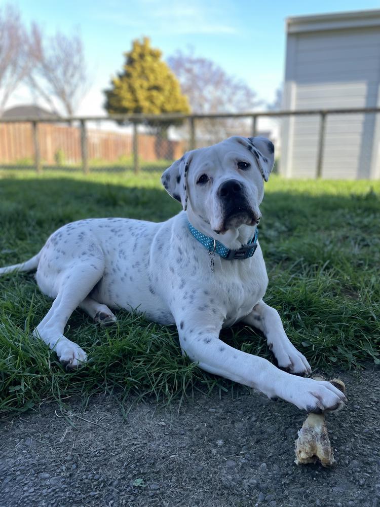 A white dog sits on grass, wearing a blue collar and tilting his head.