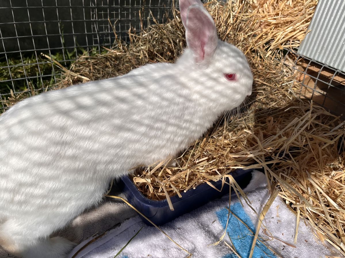 Gallery image: Bao Bun