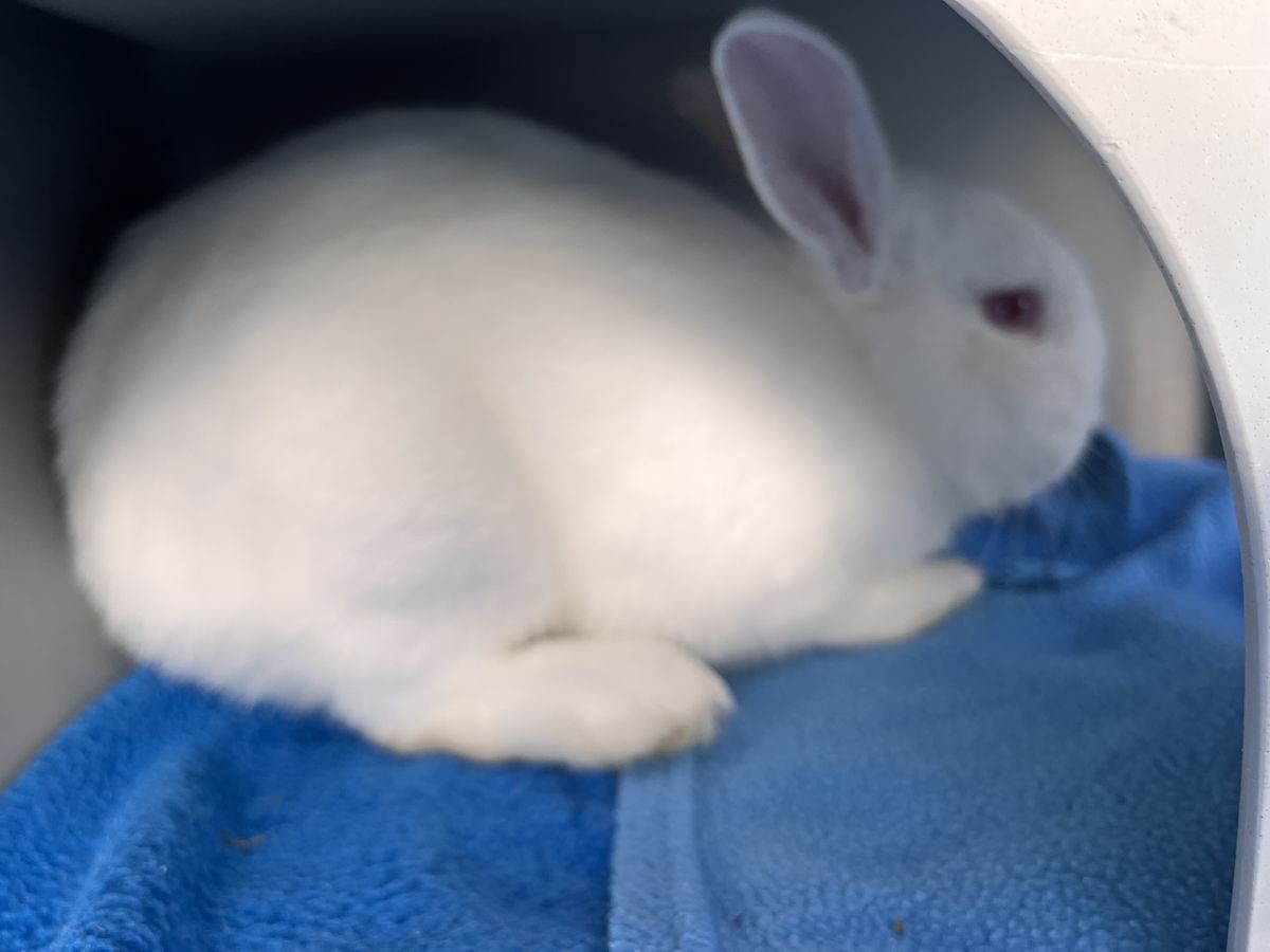 Gallery image: Bao Bun