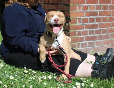 Luna - Bearded Collie